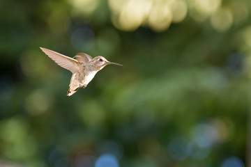 Anna's Hummingbird in Flight