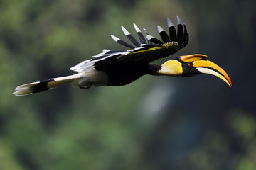 Great hornbill bird flying in China