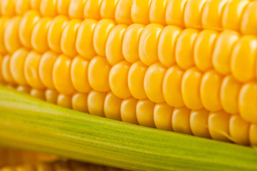 Corn bright juicy vegetarian shot over white background