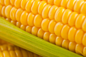 Corn bright juicy vegetarian shot over white background