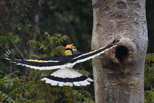 Great hornbill bird flying in China