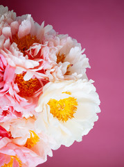 Close up of pink peony on pink background