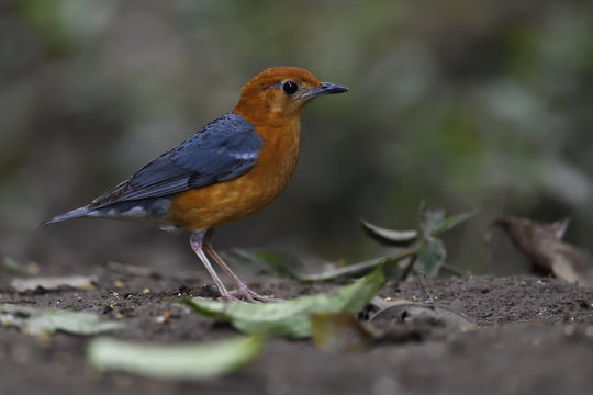 Orange-headed thrush bird china