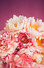Close up of pink peony on pink background