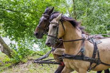 A pair of horses in a harness run through the park