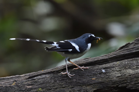 Slaty-backed forktail bird sitting in china