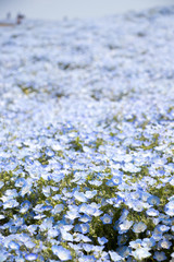 Fototapeta premium Nemophila (Baby blue eyes) grow as the carpet background