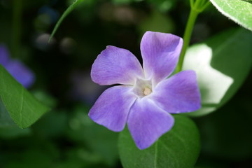 Fleur mauve