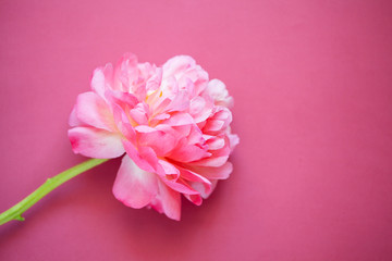 Obraz na płótnie Canvas Close up of pink peony on pink background