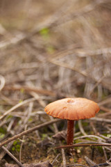This image is a closeup to a mushroom out on nature