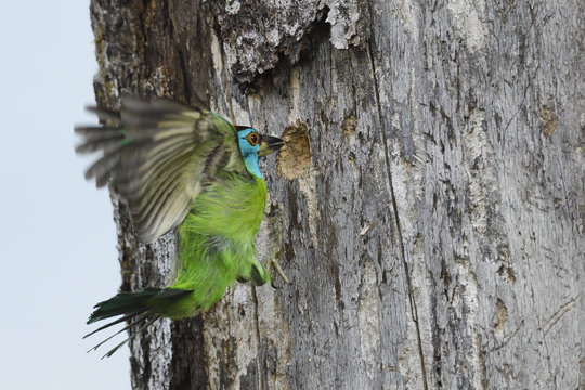 Blue-throated barbet bird flying