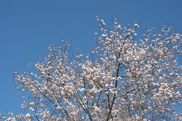 Nature is blooming
