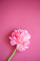 Close up of pink peony on pink background