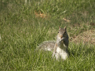 A closeup of a squirrel eating