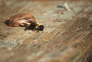 This image is a closeup to a bumblebee.