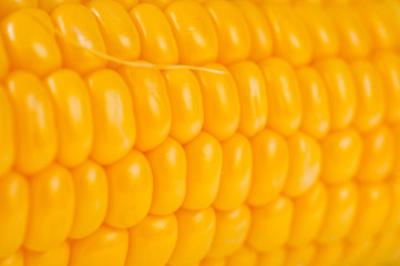 Corn bright juicy vegetarian shot over white background