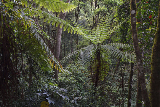 Tree ferns in the Chinese rainforest