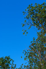 forest landscape without people summer