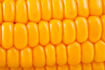 Corn bright juicy vegetarian shot over white background