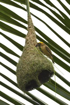 Baya weaver bird on nest