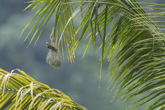 Baya weaver bird on nest