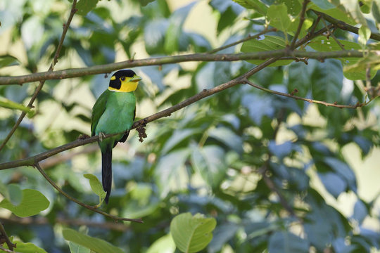 Long-tailed broadbill bird sitting in a tree