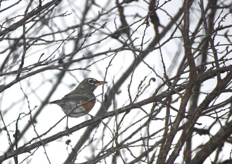 This image shows a closeup to a bird Robin 