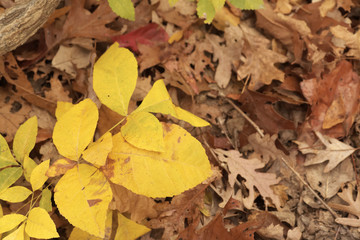 A landscape of the mountain