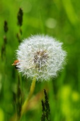 Fototapeta premium Round and white