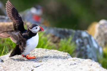 Puffin flapping its wings on a cliff