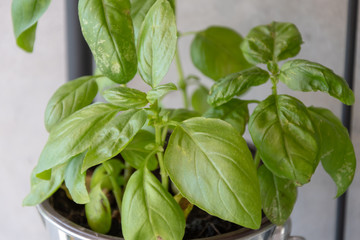 basilikum
