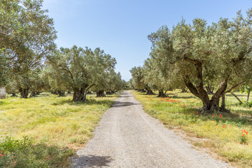 Fototapeta na wymiar Olive trees plantation in Calabria, Italy
