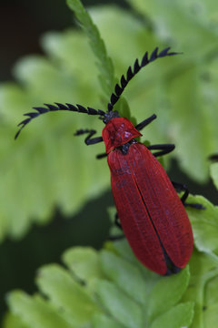 Red beetle sitting on a leaf