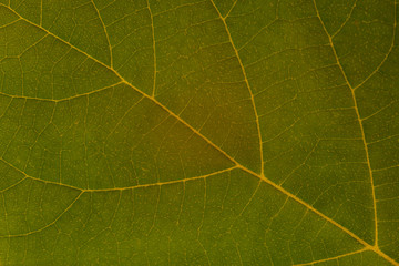 green leaf texture, background