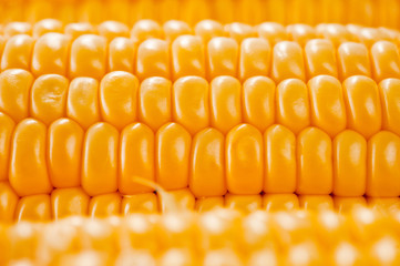 Corn bright juicy vegetarian shot over white background