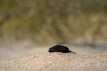 Sand texture, stone on sand