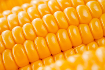 Corn bright juicy vegetarian shot over white background