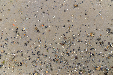 Real sea shore background with sand covered with seashells and marble stones
