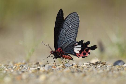 Chinese Butterfly red with big black wings