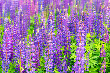 A field with a lot of lupine. Beautiful purple flowers in fresh summer greens