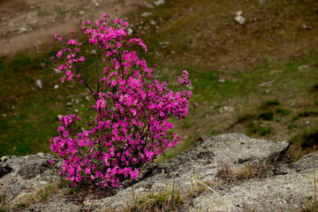Russia. The South Of Western Siberia, spring flowers of the Altai mountains. Rhododendron. Its flowering period is the main event of spring in the Altai mountains, which attracts many tourists.