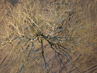Spring arable land. A field and a lonely tree. View from above. Aerial, drone.