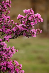 Obraz premium Russia. The South Of Western Siberia, spring flowers of the Altai mountains. Rhododendron. Its flowering period is the main event of spring in the Altai mountains, which attracts many tourists.