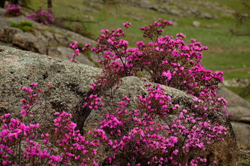 Russia. The South Of Western Siberia, spring flowers of the Altai mountains. Rhododendron. Its flowering period is the main event of spring in the Altai mountains, which attracts many tourists.