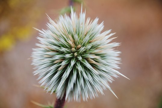 Close up of the head of a Spiny Globe Thistle (Echinops Spinosissimus) at Livadia on the Greek island of Tilos.