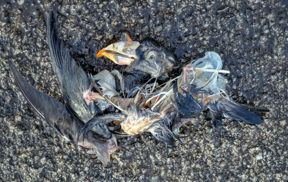Charogne d'un macareux sur la plage en Bretagne