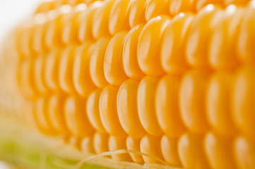 Corn bright juicy vegetarian shot over white background