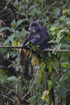 Phayre's leaf monkey or Phayres langur in a tree