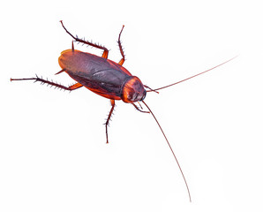 closeup cockroach isolated on white