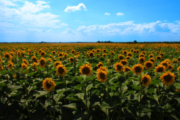 sunflowers field on the blue sky background